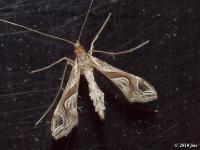 Eggplant Leafroller Moth