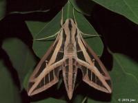 Banded Sphinx Moth