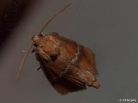 Yellow-shouldered Slug Moth