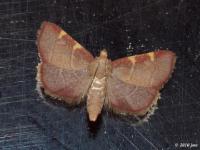 Pyralid Moth