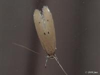 Palm Leaf Skeletonizer Moth