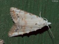 Sorghum Webworm Moth