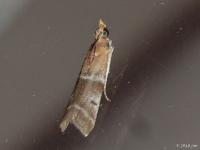 Paler Moodna Moth