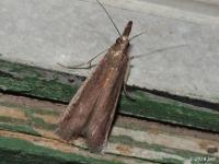 Pyralid Moth