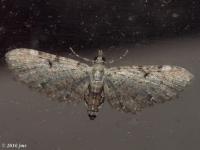 Common Eupithecia Moth