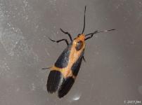 Thin-banded Lichen Moth