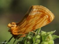 Goldenrod Stowaway Moth