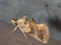 Moonseed Moth