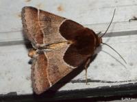 Arcigera Flower Moth