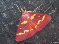 Coffee-loving Pyrausta Moth