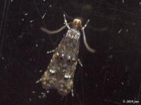 Fungus Moth