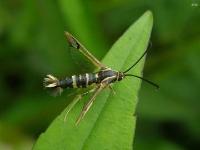 Dogwood Borer Moth