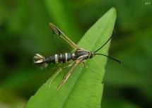 Dogwood Borer Clear Wing Moth(Synanthedon scitula)