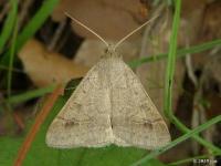 Vetch Looper Moth