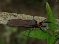 Yellow-collared Scape Moth