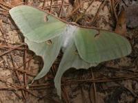 Luna Moth(Actias luna), MOTH84