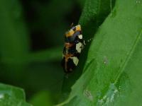 Southern Spragueia Moth