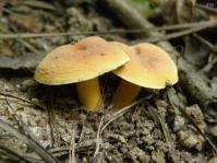 TBD Mushroom, MSHR2