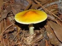 Amanita flavoconia, MSHR4