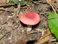 Russula sp., MSHR5