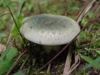 tbd Mushroom, MSHR6