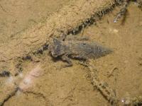 Dragonfly Larvae