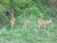 A Small Herd