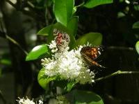 When they were not fighting, they were feeding.