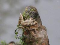 Cricket Frog Hanging Out on a Foggy December day.