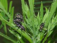 Clown Weevil Mating during a Shower