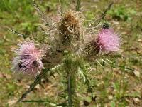 A Bug Magnet Weed