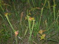 Pitcher Plant, PITCHPL1