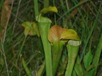 Pitcher Plant