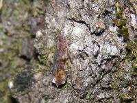 Cixiid Planthopper