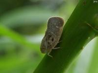 Citrus Flatid Planthopper