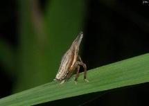 Planthopper Nymph(Rhynchomitra sp.)