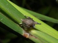 Planthopper Nymph