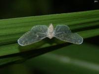 Derbid Planthopper