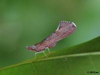 Derbid Planthopper