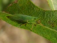 Dictyopharid Planthopper