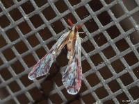 Derbid Planthopper