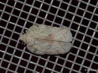 Flatid Planthopper