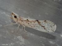 Derbid Planthopper