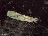 Derbid Planthopper