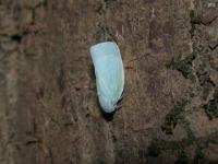 Flatid Planthopper