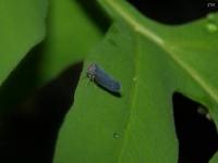 Derbid Planthopper