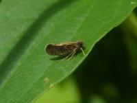 Cixiid Planthopper