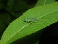 Dictyopharid Planthopper