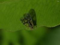 Cixiid Planthopper