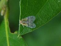 Cixiid Planthopper